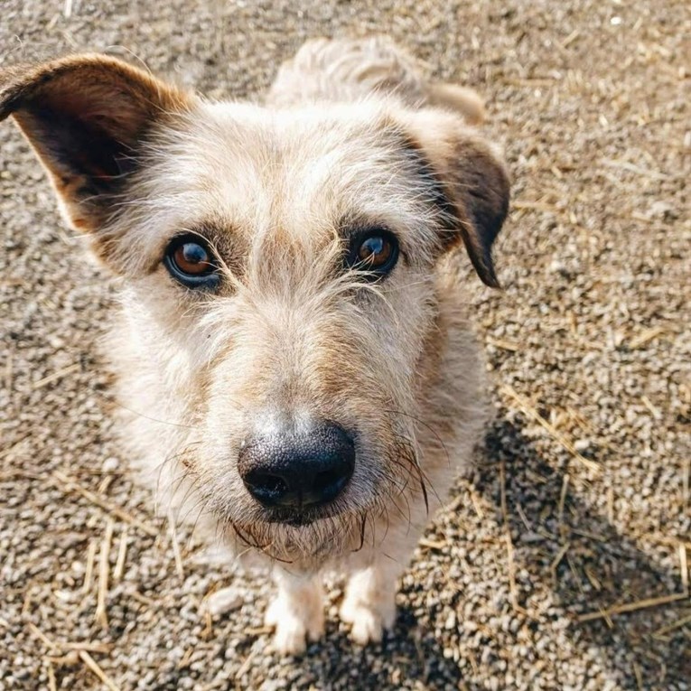 Čupavi Amigo čeka svoj dom: Najveći pozitivac azila traži obitelj punu ljubavi