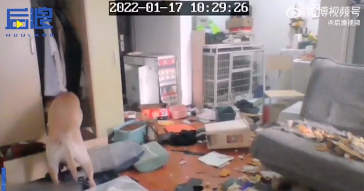 Kineskinja otišla u karantenu, a nije mogla povesti psa. On u stanu napravio kaos