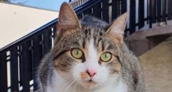Traži se maca nestala u Zagrebu, odaziva se na ime Cicic