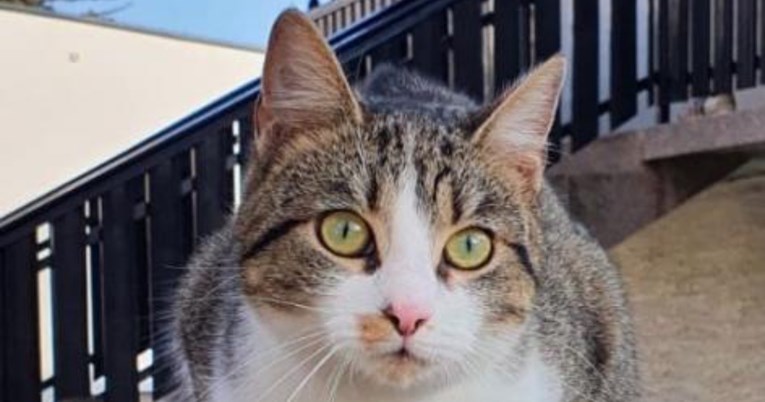 Traži se maca nestala u Zagrebu, odaziva se na ime Cicic