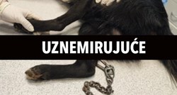 UZNEMIRUJUĆE Kraj Varaždina pronađen pas s rupom u nozi, kroz nju je provučen lanac