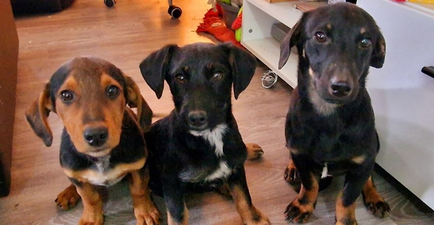 "Još ih uvijek nitko nije poželio": Ovi preslatki psići traže stalni dom