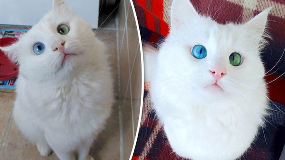 Mačak ima jednu manu koja ga čini posebno lijepim i popularnim