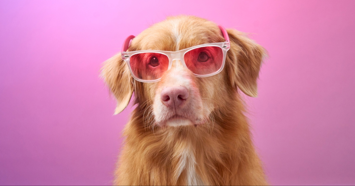 Koje boje smetaju psima, a koje ih umiruju?