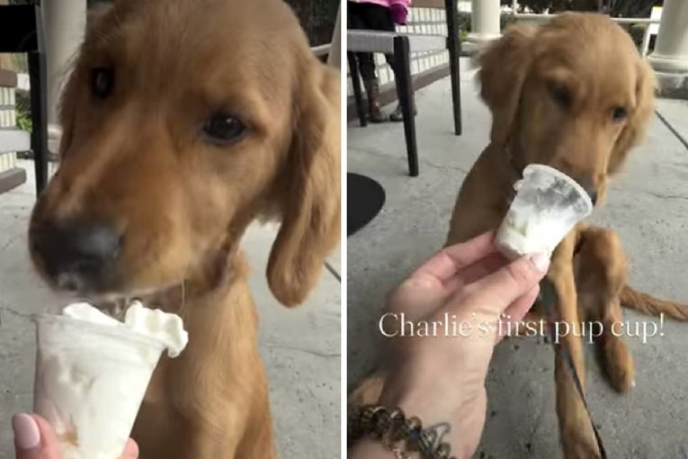 Zlatni retriver Charlie prvi put probao poslasticu, njegova reakcija je preslatka