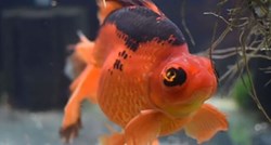 Tužna životna priča zlatne ribice na TikToku je skupila više od 6 milijuna pregleda