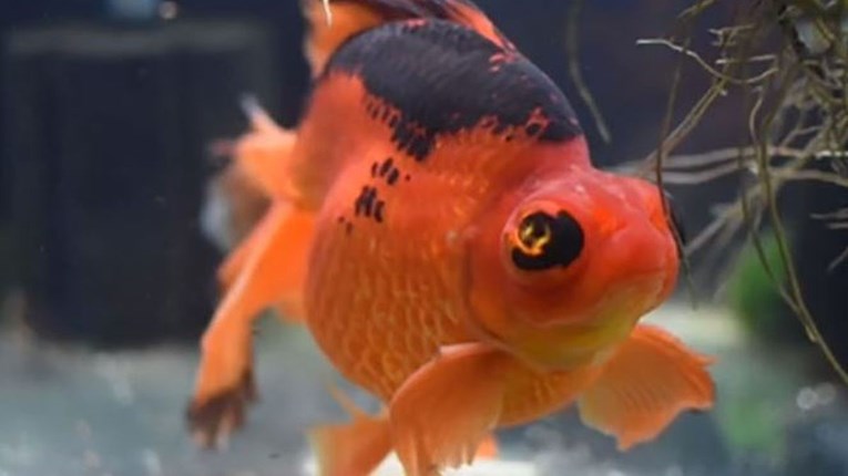 Tužna životna priča zlatne ribice na TikToku je skupila više od 6 milijuna pregleda