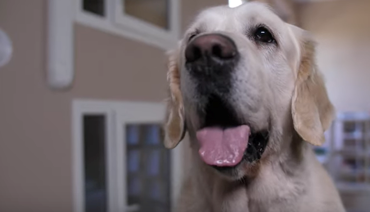 Kako prepoznati sreću kod psa? Odgovor nećete pronaći u repu