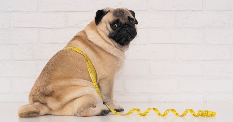 Veterinar kaže da je ovo najčešće greška koju rade vlasnici pasa