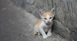 Varaždin: Zbog udaranja mačke prijavljen za mučenje životinja