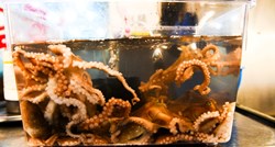 U Aziji je normalno jesti žive hobotnice. No koliko je to sigurno?