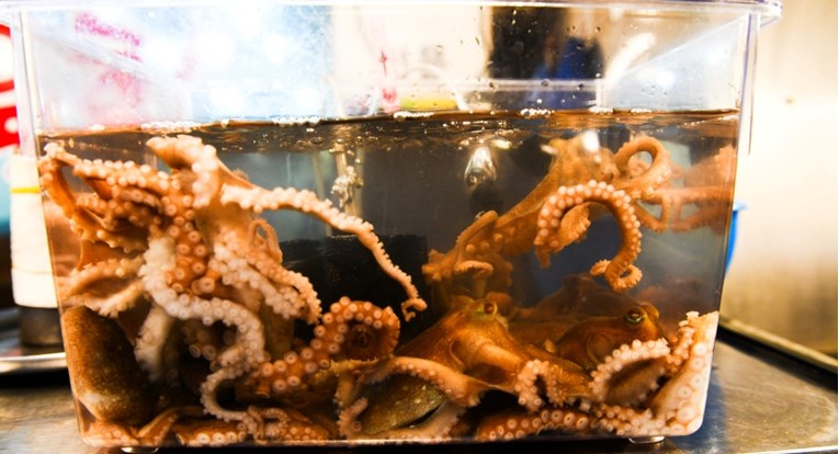 U Aziji je normalno jesti žive hobotnice. No koliko je to sigurno?