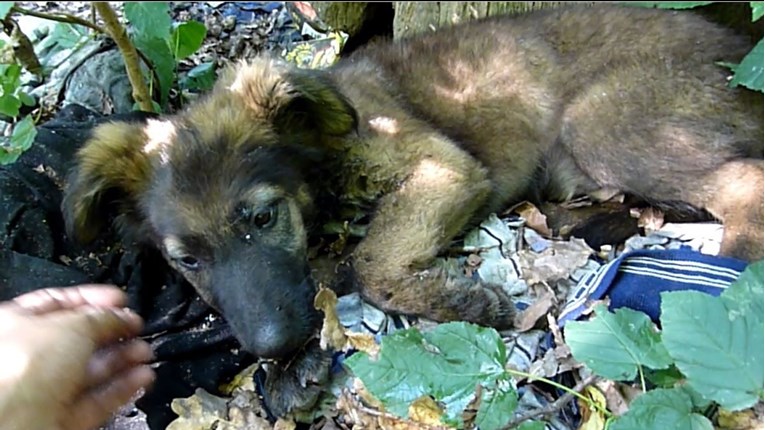 Prestravljeno štene njemačkog ovčara pronađeno je napušteno u šumi