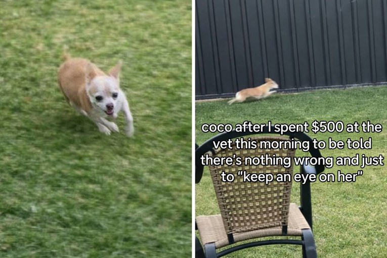 Odveo čivavu veterinaru i platio 420 €. Pogledajte što je radila kad su došli kući 🫣