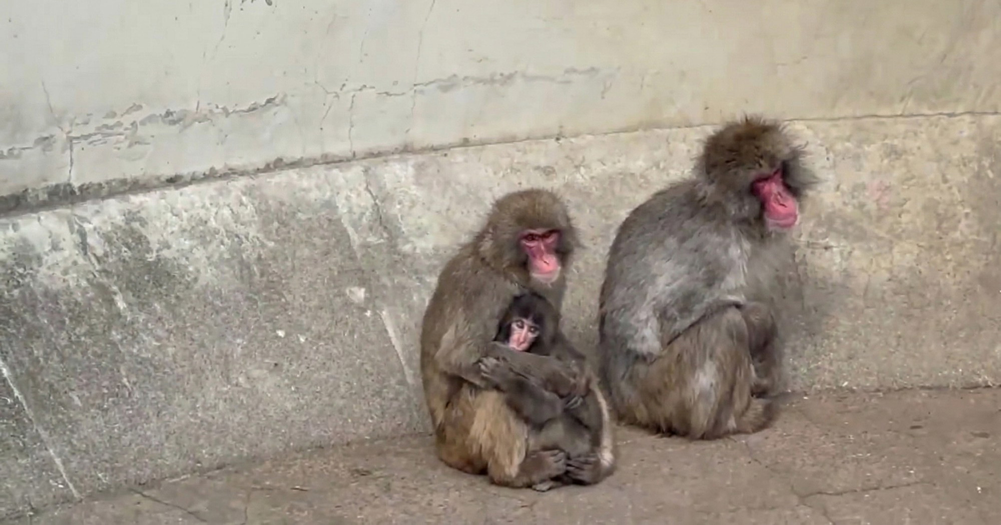 Drugi majmuni konačno prihvatili malenog Puncha😭