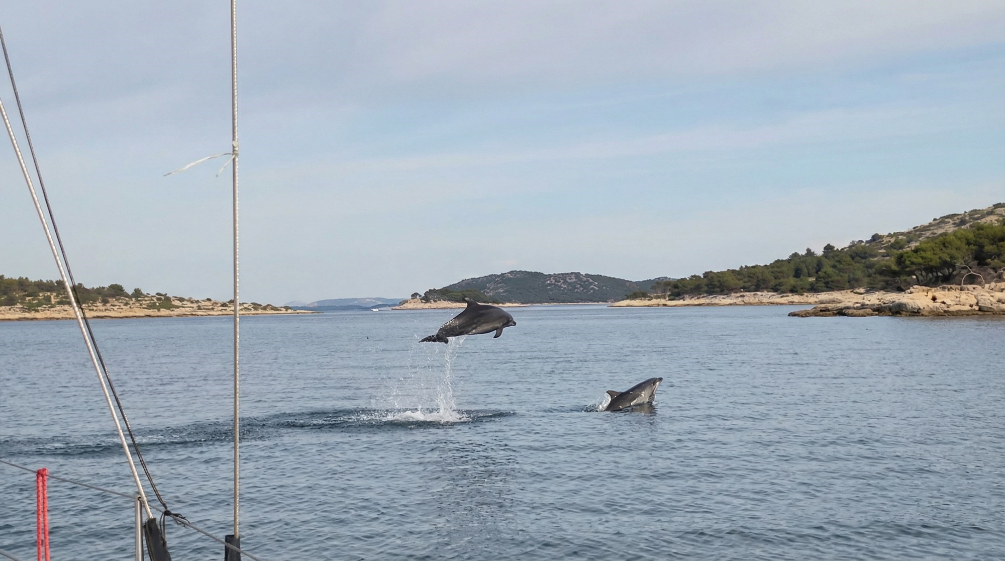 VIDEO Jato dupina snimljeno u igri kod otočića Prišnjak