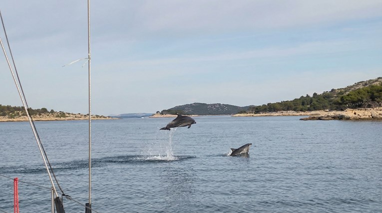VIDEO Nakon duge južine, dupini uživaju u moru kod Murtera