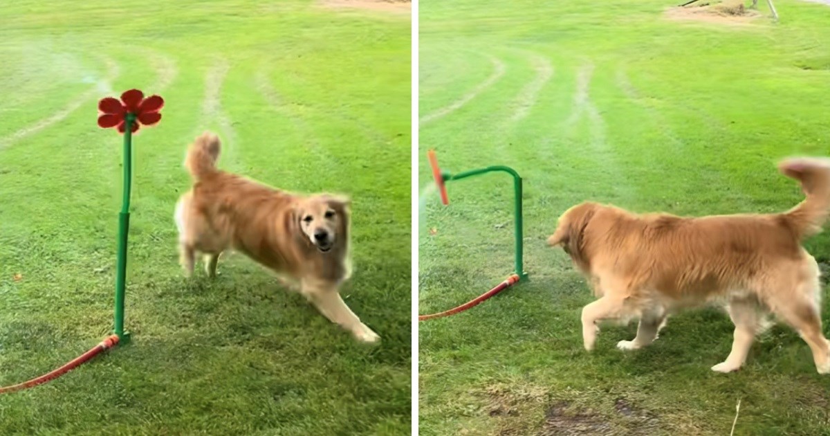 Vlasnici kupili prskalicu za dvorište. Oduševljenje psa "igračkom" će vas nasmijati