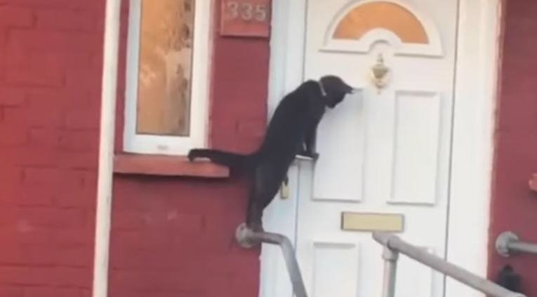 Susjedi uočili mačku iz susjedstva kako čini nešto čudno, morali su sve snimiti