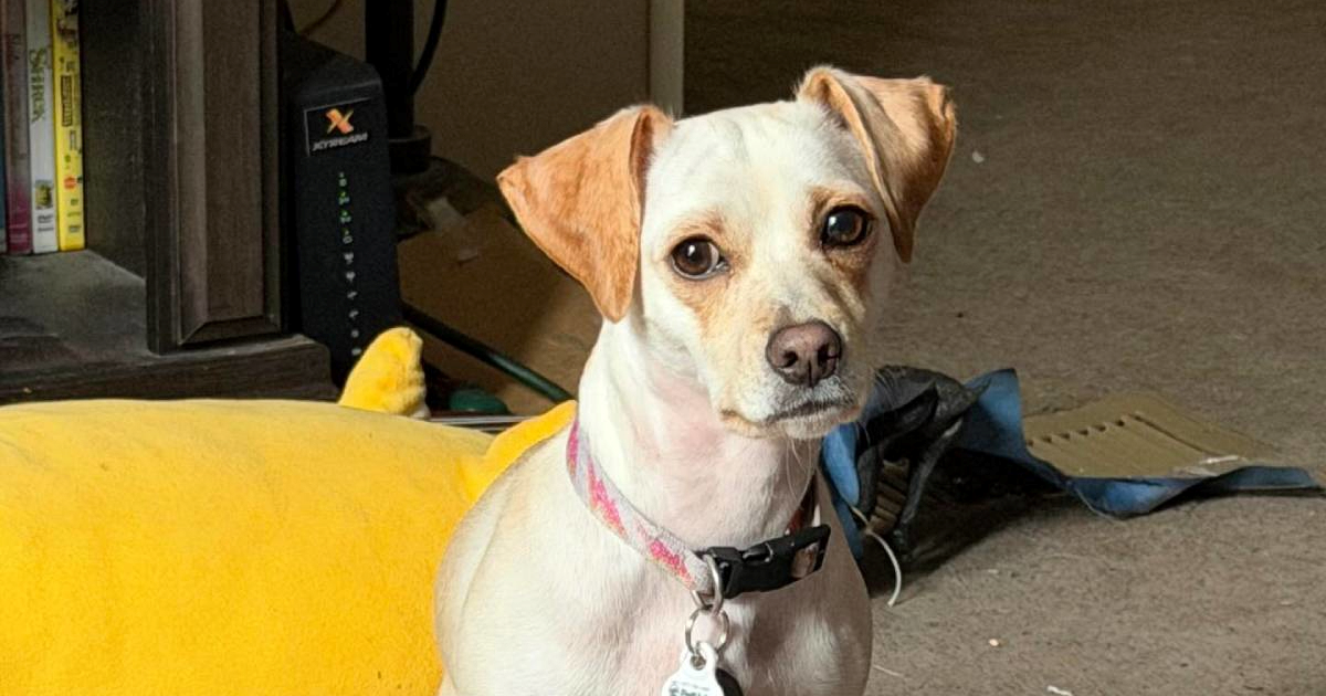 Vlasnica psa hitno odjurila veterinaru i potrošila 625 €, "dijagnoza" ju je nasmijala