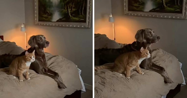 Pas i mačka ne skidaju pogled s televizora dok gledaju omiljenu emisiju