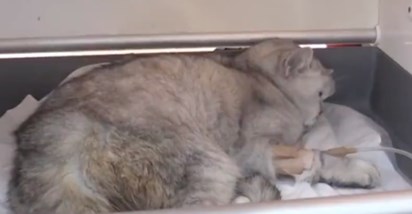 Mačak Han izvučen je iz ruševina u Turskoj 49 dana nakon potresa