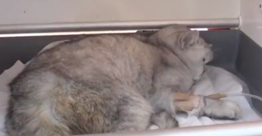 Mačak Han izvučen je iz ruševina u Turskoj 49 dana nakon potresa