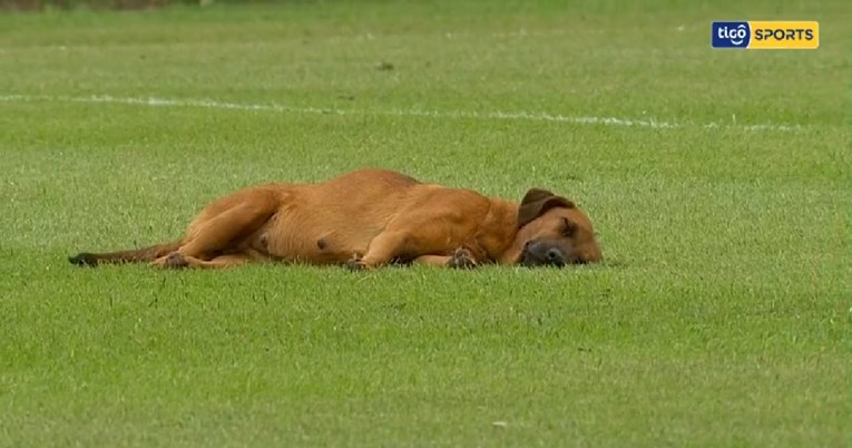 VIDEO Pas zaspao na nogometnom terenu, utakmica prekinuta dok se nije probudio
