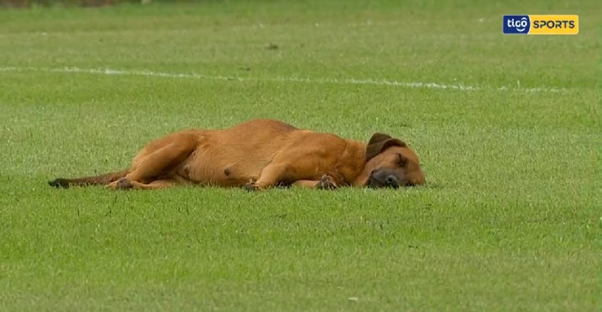 VIDEO Pas zaspao na nogometnom terenu, utakmica prekinuta dok se nije probudio