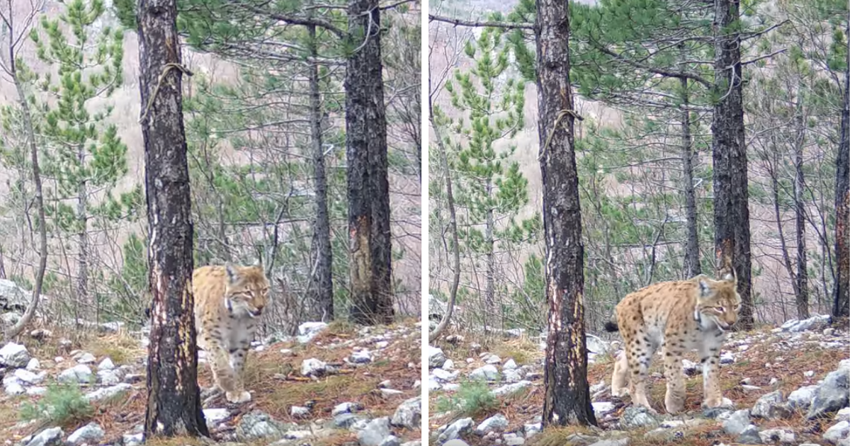 VIDEO U Nacionalnom parku Paklenica snimljen ris