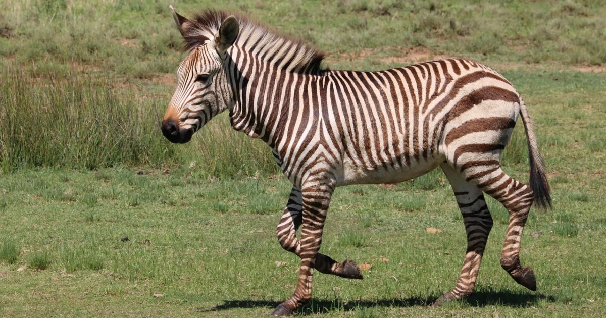 Muškarac pokušao snimiti zebru, uhvatio ju je kako radi salto preko ograde