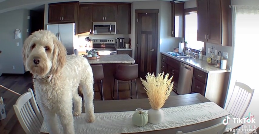 Nadzorna kamera otkrila što inače poslušan pas radi kad je sam kod kuće