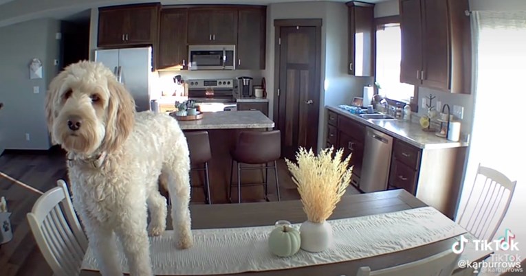 Nadzorna kamera otkrila što inače poslušan pas radi kad je sam kod kuće