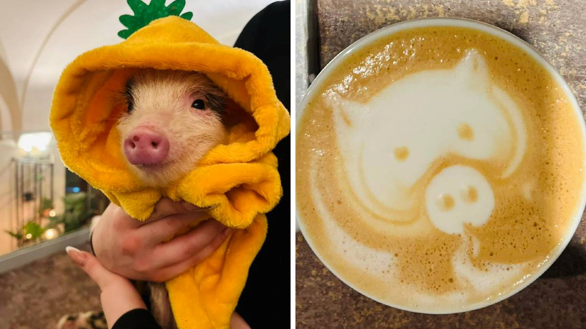 Najatraktivniji kafić u Budimpešti - dok pijete kavu, u krilu vam spavaju praščići