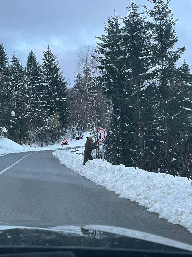 U Gorskom kotaru snimljen medo naslonjen na prometni znak