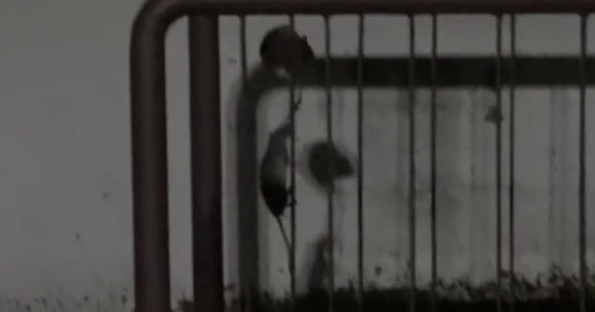 Najezda štakora kod studentskog doma u Zagrebu. "Nema razloga za zabrinutost"