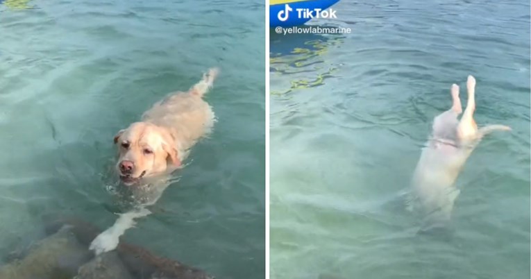 Pas Max koji obožava plivati, roniti i skupljati kamenje oduševio ljude na internetu