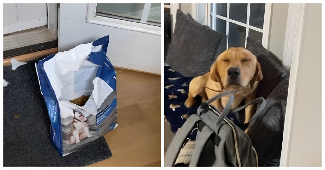 VIDEO Labrador zažmirio kako vlasnica ne bi posumnjala da je ukrao hranu