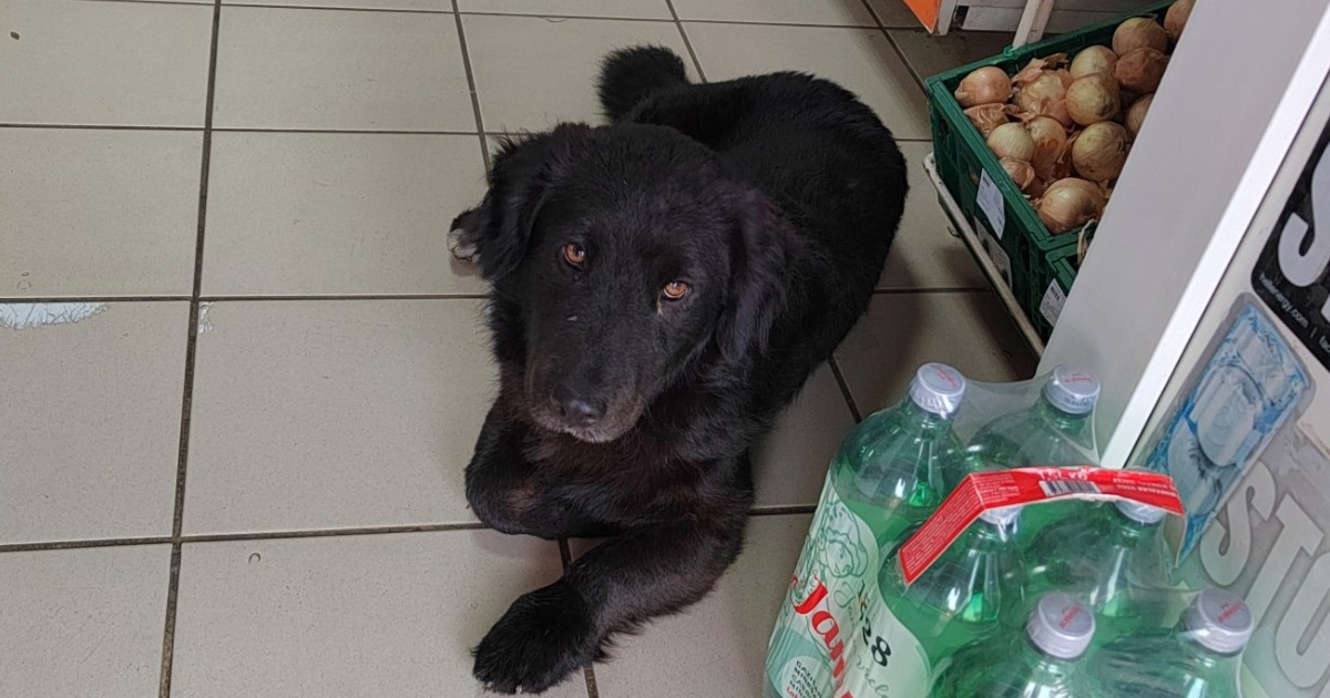 Grga se zaljubio u jednu trgovinu i odlučio da je njegova, ali ljudi su se pobunili