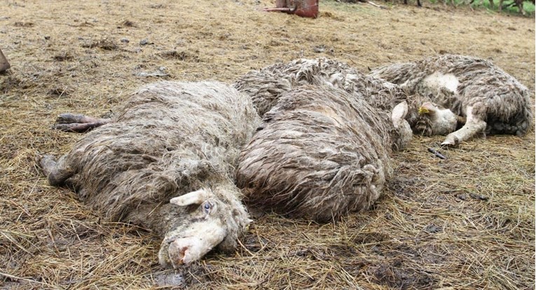 Grom udario ovce na Braču, više od 40 ih je mrtvo: "U šoku sam, ostao sam bez ičega"