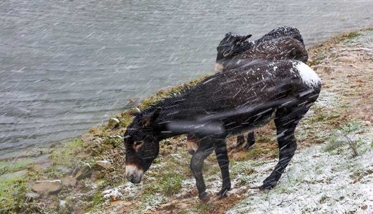 Sudeći prema fotografijama, magarci u Istri uopće nisi bili oduševljeni snijegom