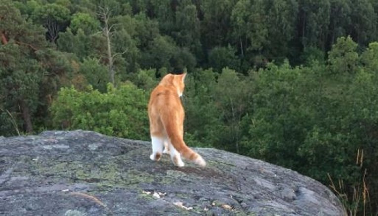 Znatiželjna mačka s planinarima se popela do vrha švicarske planine