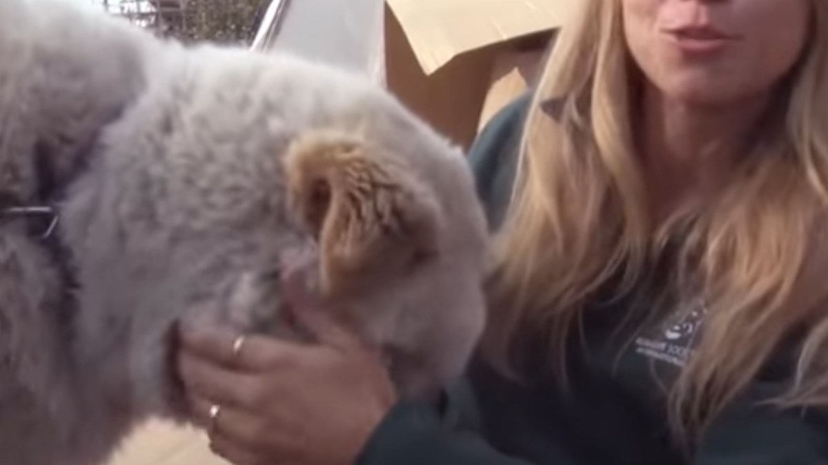 Da nije bilo dobrih ljudi, ovaj pas bi završio na jelovniku jednog restorana