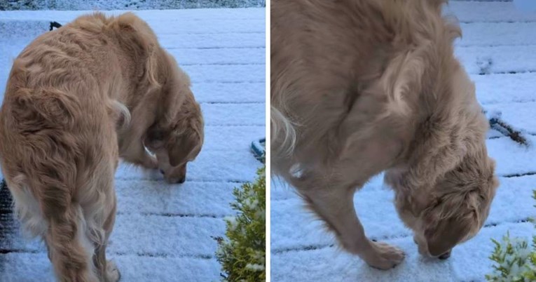 Pao je prvi snijeg, a ovaj zlatni retriver jedva ga je dočekao