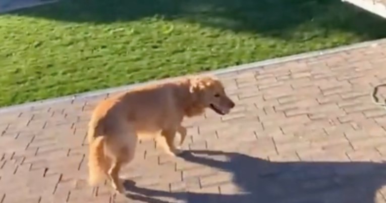 Vlasnik se šokirao kad je ugledao psa na krovu kuće, kamera otkrila kako se popeo