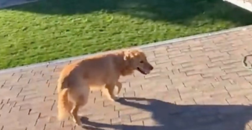Vlasnik se šokirao kad je ugledao psa na krovu kuće, kamera otkrila kako se popeo