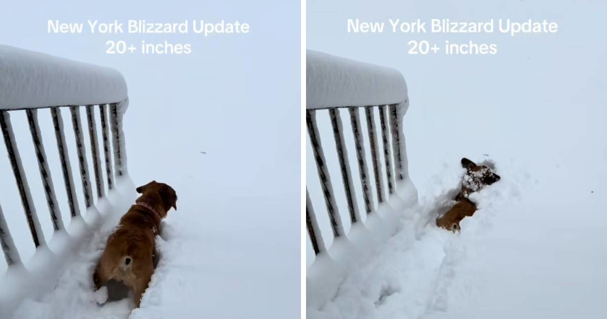VIDEO Pas zapeo u snijegu: Urnebesna reakcija vlasnika postala je hit