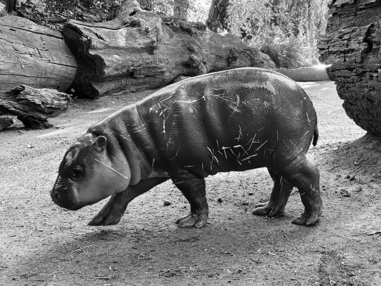 U zagrebačkom ZOO-u uginulo mladunče vodenkonja. Udruga: Utopilo se zbog radova