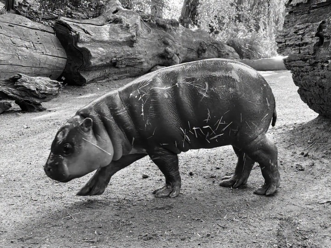 Uginulo mladunče vodenkonja u zagrebačkom ZOO-u