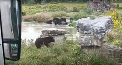 Medvjed u Kini ubio djelatnika zoološkog vrta pred autobusom punim turista